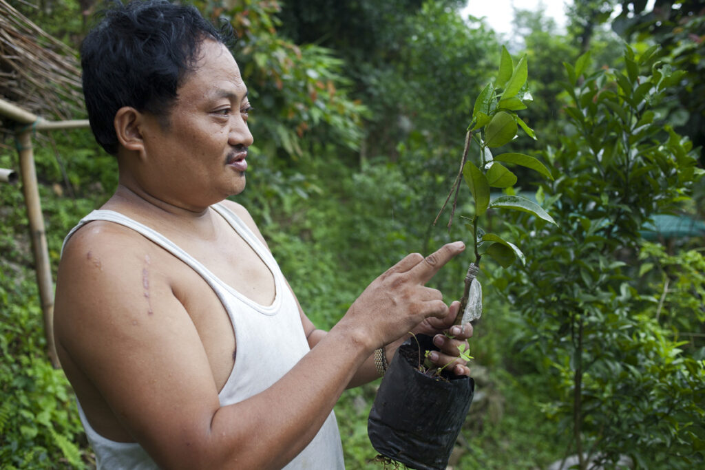 Model farmer Dilip Rai showing off his crossbred, pest-resistant Mandarin Orange saplings, in Sanni village, West Pendam, Sikkim.